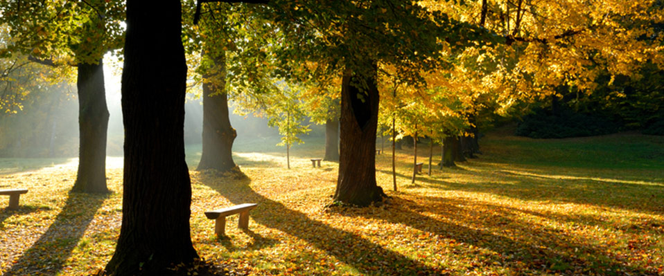 Ein Park, Herbststimmung mit Bäumen die nach vorne Schatten spenden. Laub zwischen den Bäumen, Holz-Sitzbänke dazwischen